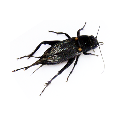 Black Crickets