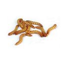 Regular Mealworms
