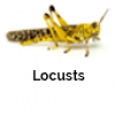 Locust