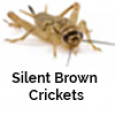 Silent Brown Crickets